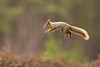 Eurasian Red Squirrel (Sciurus vulgaris) adult, le