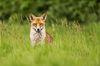 European Red Fox (Vulpes vulpes) adult female, sta
