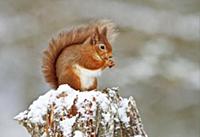 Eurasian Red Squirrel (Sciurus vulgaris) adult, fe