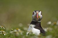 Atlantic Puffin (Fratercula arctica) adult, summer