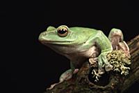 Foam Nest Tree Frog (Polypedates dennysi), native 