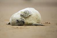 Grey Seal (Halichoerus grypus) pup sleeping on bea
