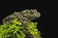 Moss Frog (Theloderma corticale), native to Asia