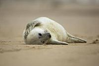 Grey Seal (Halichoerus grypus) pup on beach, Norfo