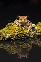 Peacock Tree Frog (Leptopelis vermiculatus), nativ