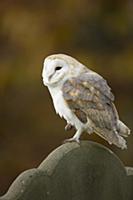 Barn Owl (Tyto alba) in cemetery, Suffolk, England