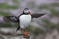 Atlantic Puffin (Fratercula arctica) flapping, She