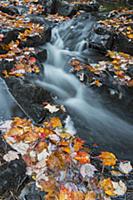 Autumn leaves along creek, Acadia National Park, M
