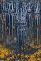 Bald Cypress (Taxodium distichum) trees in fall, G
