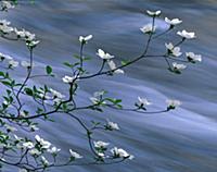 Mountain Dogwood (Cornus nuttallii) flowering over