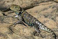 Desert Spiny Lizard (Sceloporus magister), Colorad