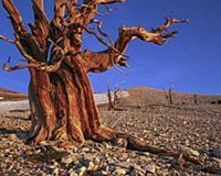 Rocky Mountains Bristlecone Pine (Pinus aristata) 
