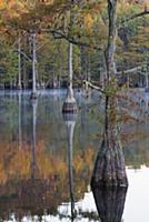 Bald Cypress (Taxodium distichum) trees in fall, G