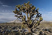 Joshua Tree (Yucca brevifolia), Death Valley Natio