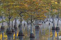 Bald Cypress (Taxodium distichum) trees in fall, G