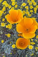 California Poppy (Eschscholzia californica) and Go