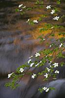 Mountain Dogwood (Cornus nuttallii) flowering over