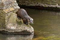 European Otter (Lutra lutra) adult male, standing 