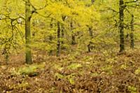 Deciduous woodland habitat, with windblown leaves 
