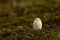 Shaggy Ink Cap (Coprinus comatus) fruiting body, e
