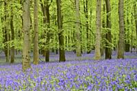 Common Bluebell (Hyacinthoides non-scripta) flower
