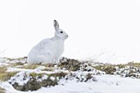 Mountain Hare (Lepus timidus) adult, in winter coa