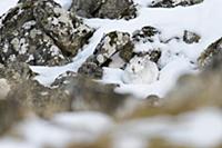 Mountain Hare (Lepus timidus) adult, in winter coa