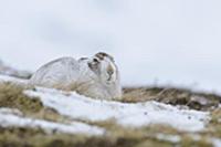 Mountain Hare (Lepus timidus) adult, in winter coa