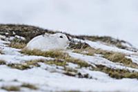 Mountain Hare (Lepus timidus) adult, in winter coa
