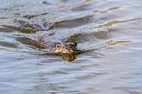 European Otter (Lutra lutra) adult male, swimming 