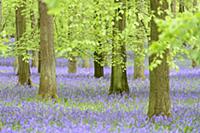 Common Bluebell (Hyacinthoides non-scripta) flower