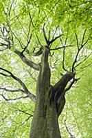 Common Beech (Fagus sylvatica) trunk and canopy, S