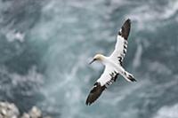 Northern Gannet (Morus bassanus) immature, fourth 