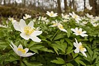 Wood Anemone (Anemone nemorosa) flowering, growing