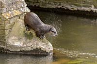 European Otter (Lutra lutra) adult male, shaking w