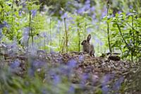 European Rabbit (Oryctolagus cuniculus) adult, sta
