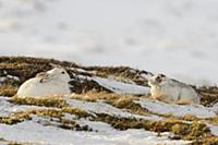 Mountain Hare (Lepus timidus) adult male and femal