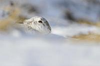 Mountain Hare (Lepus timidus) adult, in winter coa