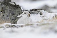 Mountain Hare (Lepus timidus) adult, in winter coa