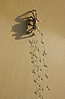 Crab walking over beach leaving tracks in the wet 