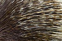 Close up of Porcupine quills (Hystricidae) captive