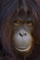 Orangutan (Pong pygmaeus) portrait, Sungai Kinabat