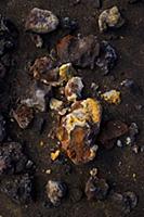 Lichen on the rocks of Mount Etna, Sicily, Italy, 
