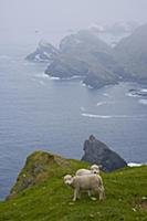 Shetland sheep lambs on coastal land, Hermaness Na