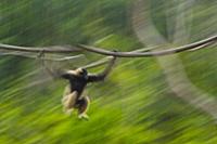 Two Blue wildebeest (Connchaetes taurinus) running