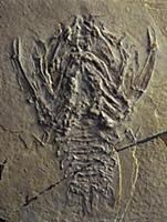 Fossil of decapod crustacean (Eryon arctiformis) f