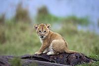 African Lion (Panthera leo) cub aged 1-2 months sitting portrait, Masai Mara National Reserve, Kenya March