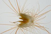 Bivalve found in a dead coral head (Pocillipora ve