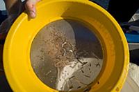 Specimens collected from the light trap deployed a