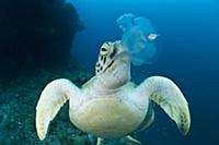 Green turtle (Chelonia mydas) feeding on jellyfish